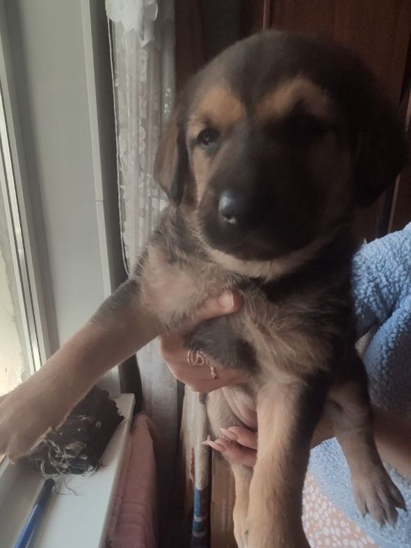 Отдам щенков Запорожье