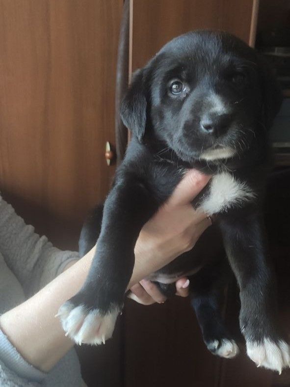 Отдам щенков Запорожье