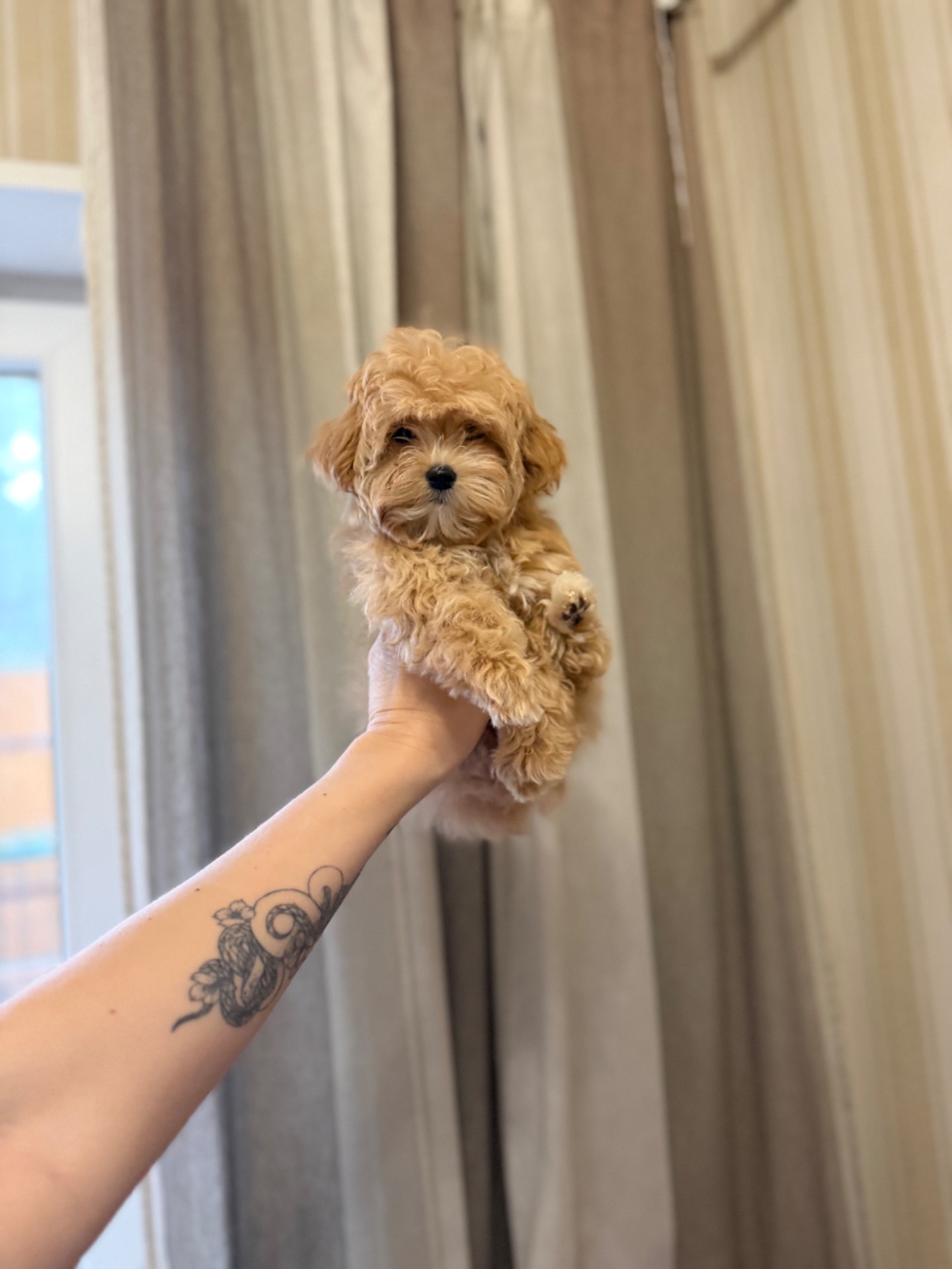 Мальтіпу хлопчики і дівчатка