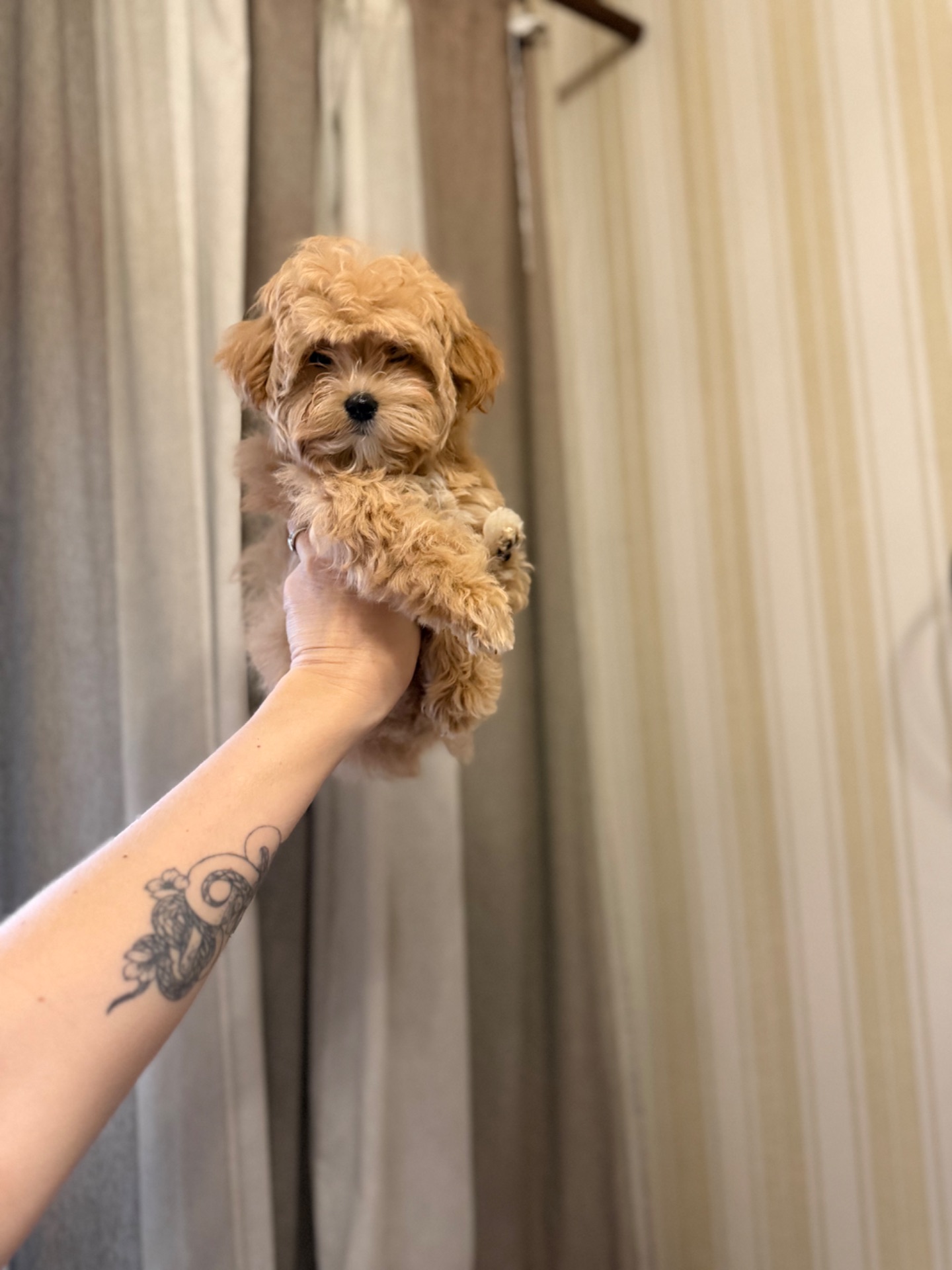 Мальтіпу хлопчики і дівчатка