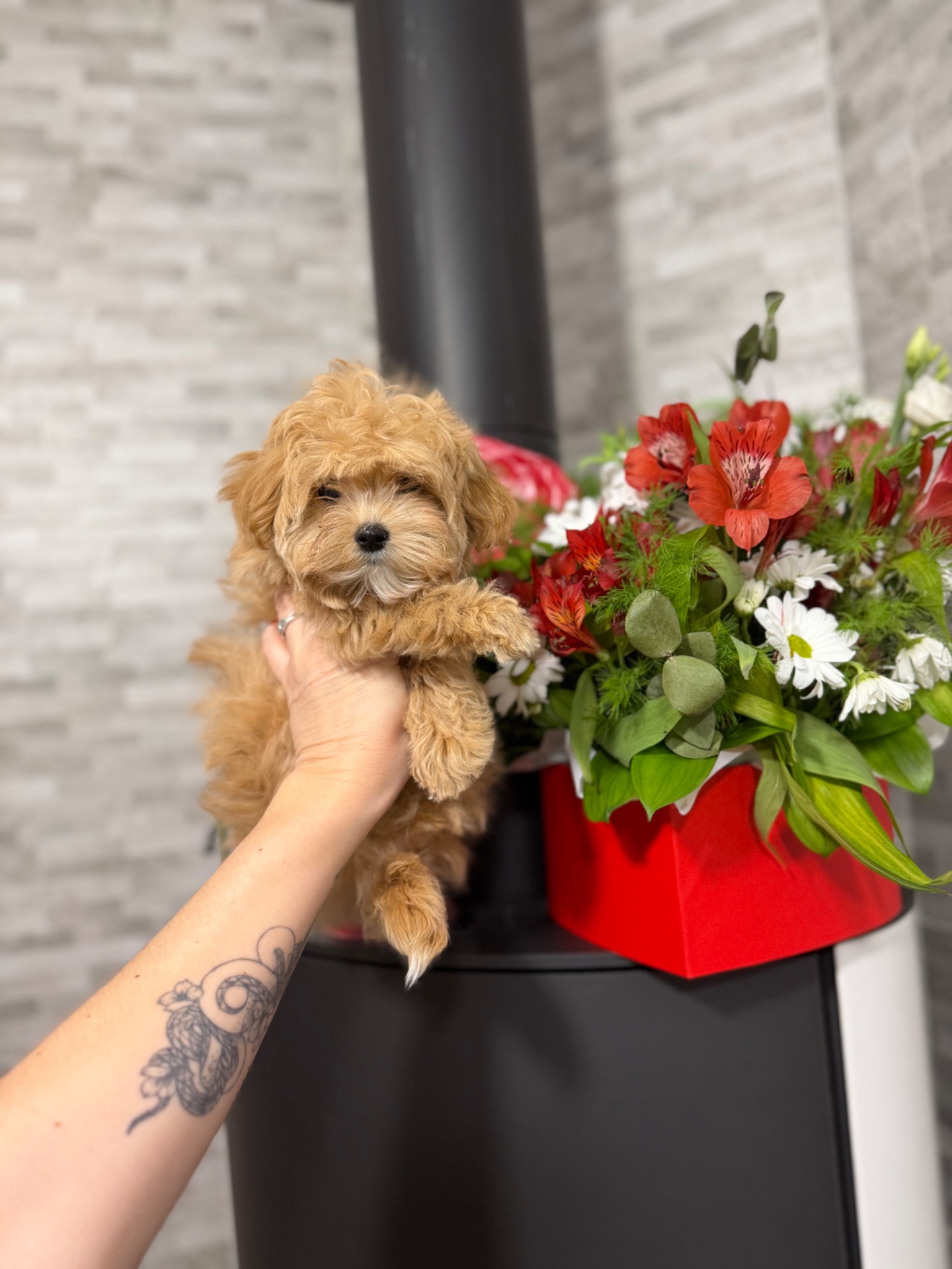 Мальтіпу цуценятки