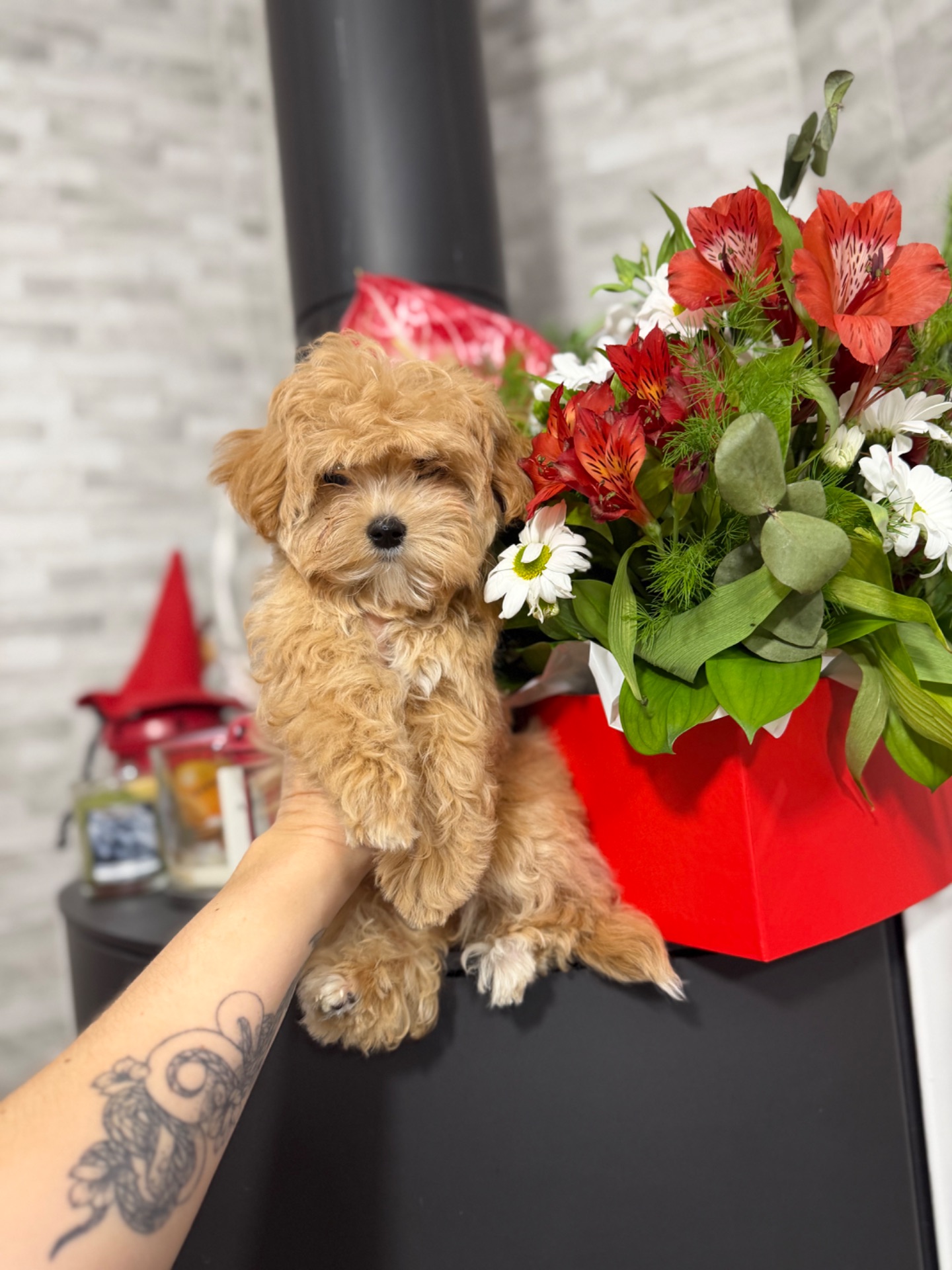 Мальтіпу цуценятки