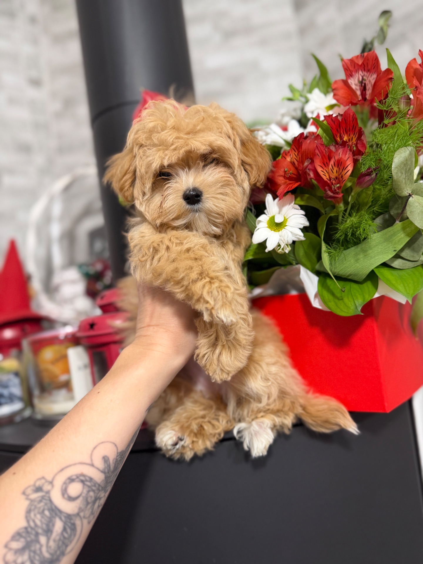 Мальтіпу цуценятки