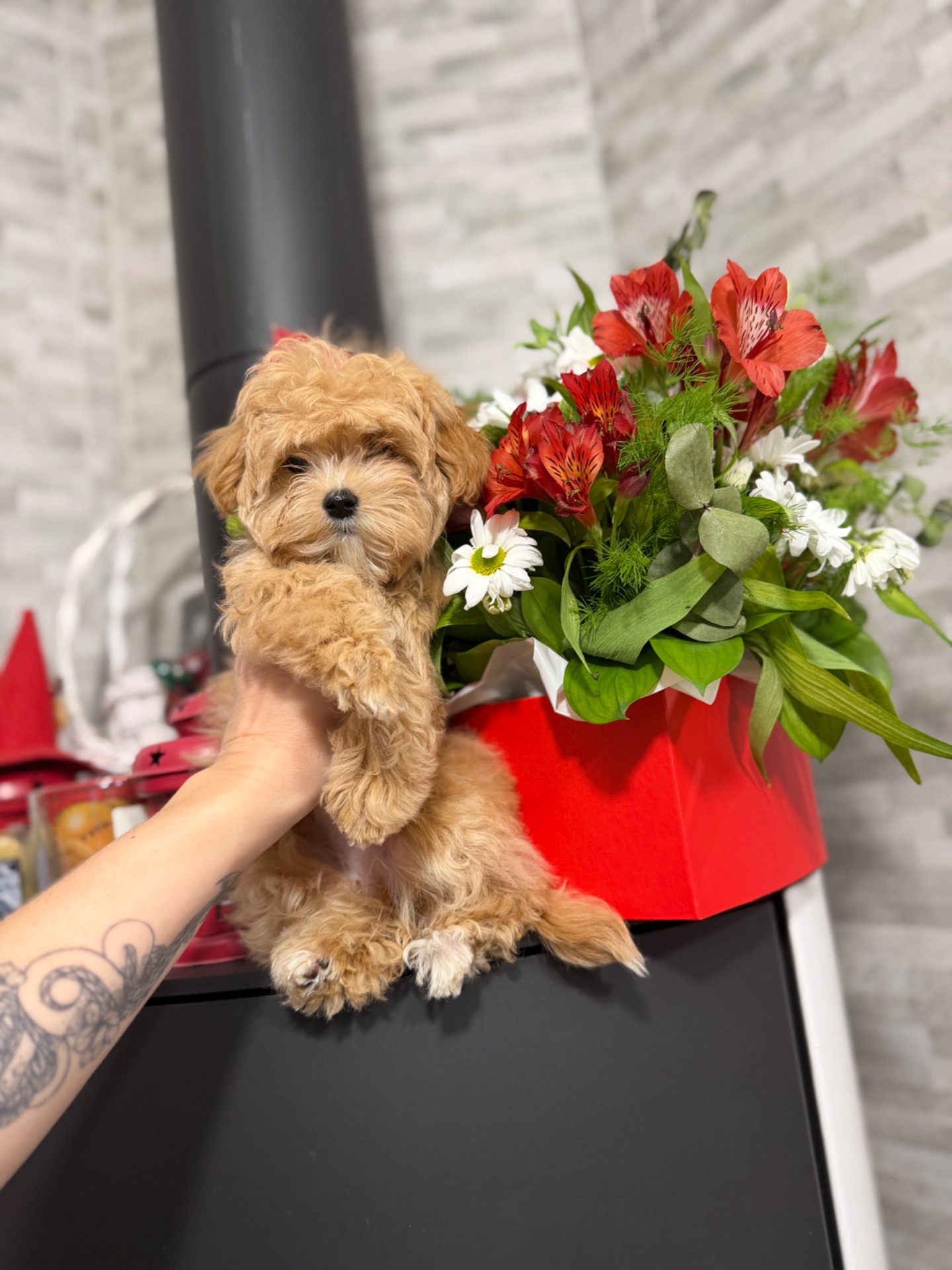 Мальтіпу цуценятки