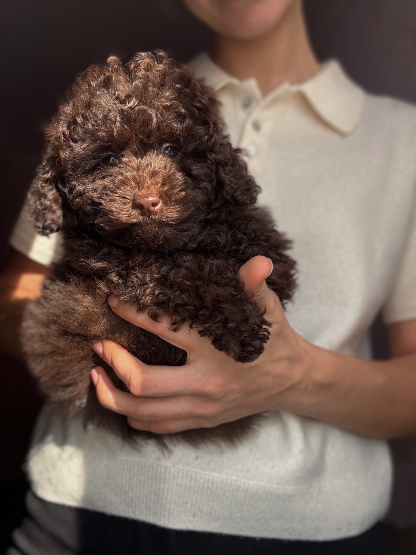 Мальтипу хлопчик шоколадний