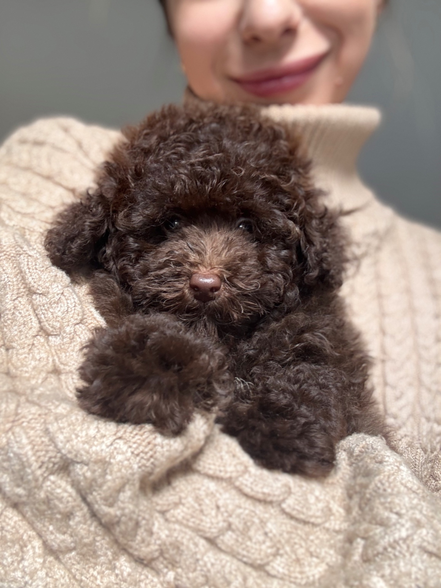 Мальтипу хлопчик шоколадний