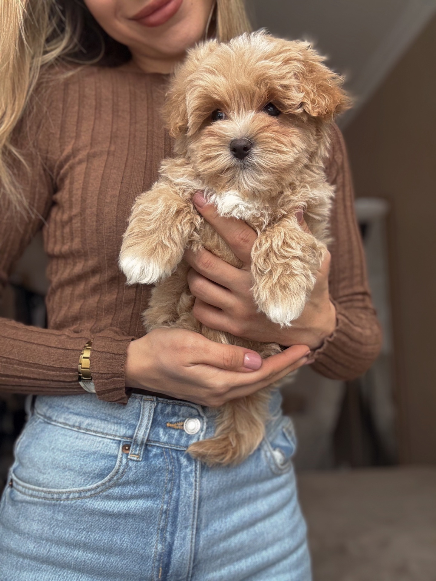 Преміальний хлопчик мальтипу Ф1