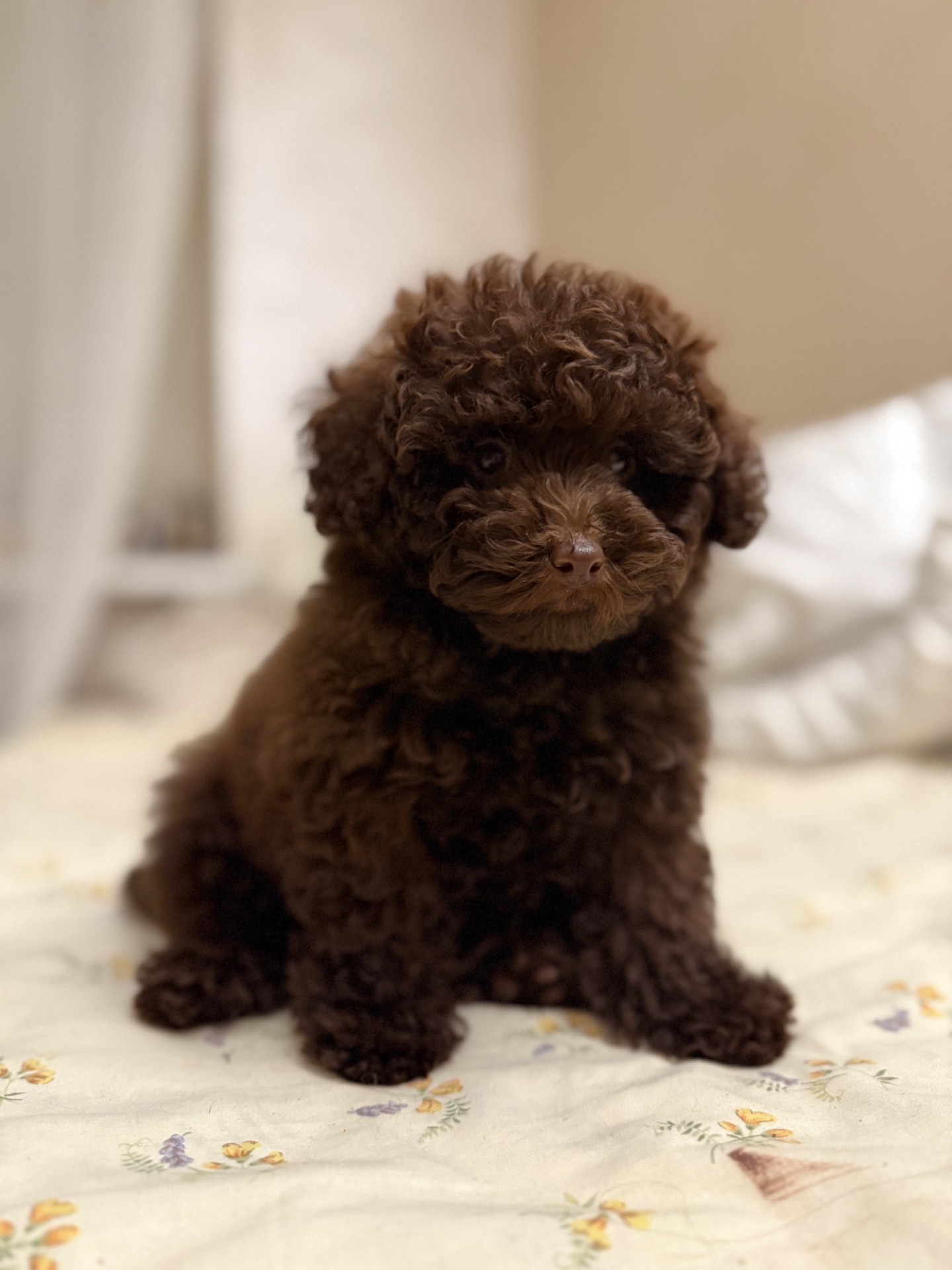 Мальтипу хлопчик шоколадний