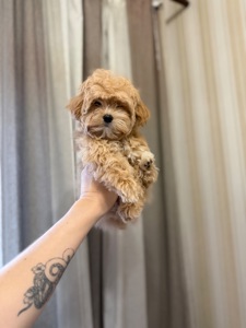 Мальтіпу хлопчики і дівчатка