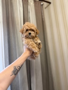 Мальтіпу хлопчики і дівчатка