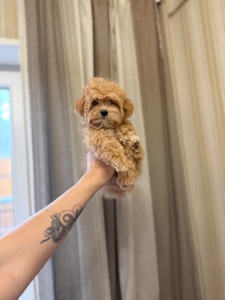 Мальтіпу хлопчики і дівчатка