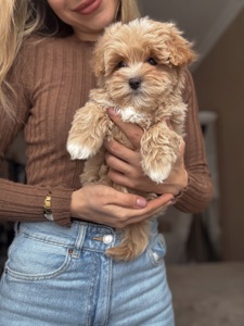 Преміальний хлопчик мальтипу Ф1