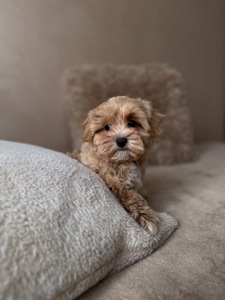 Преміальний хлопчик мальтипу Ф1