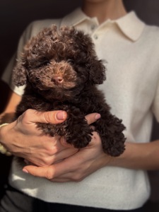 Мальтипу хлопчик шоколадний