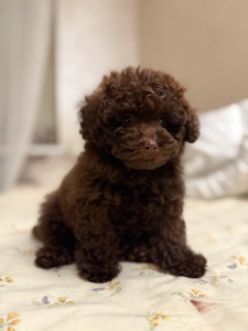 Мальтипу хлопчик шоколадний