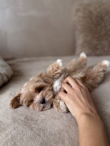 Преміальний хлопчик мальтипу Ф1