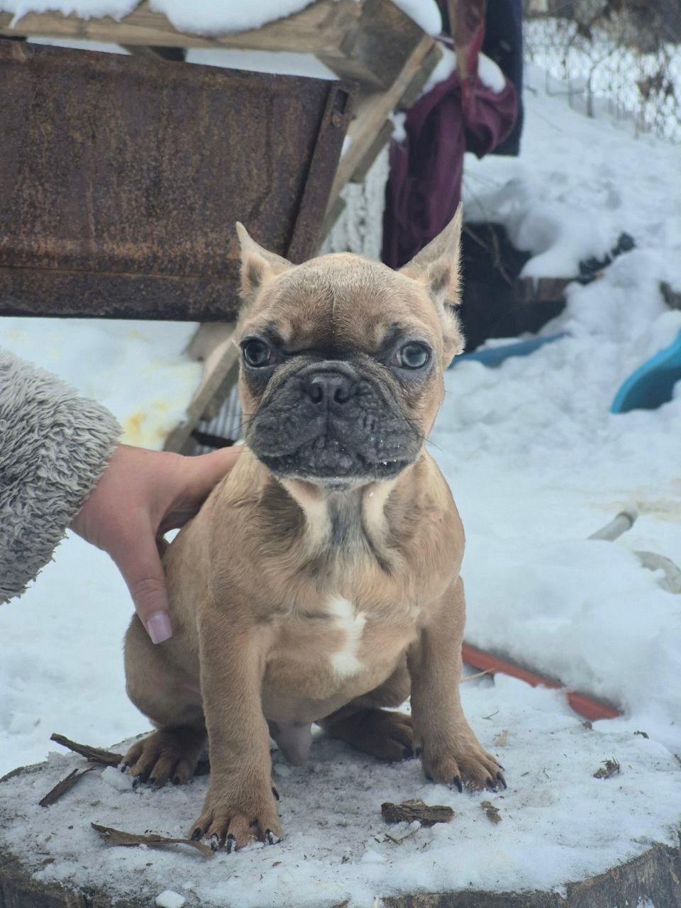 Зайка шукає дім