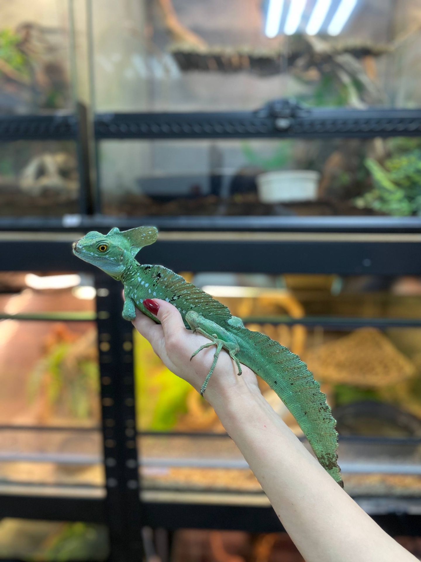 Шоломоносний Василіск, ящір що бігає по воді, зелена ящірка, шлемоносный василиск,