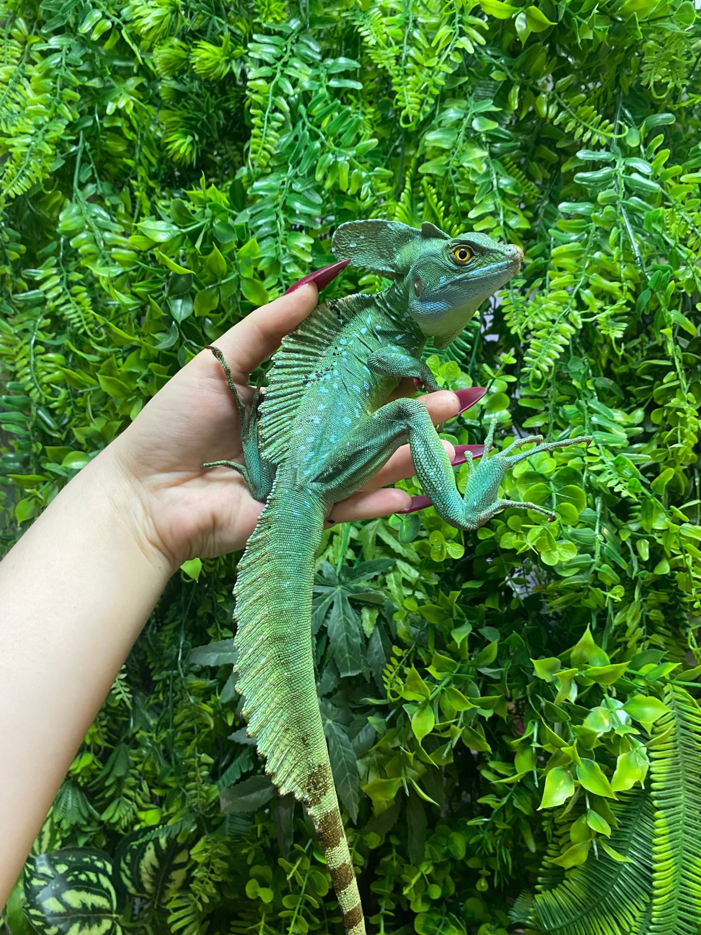 Шоломоносний Василіск, ящір що бігає по воді, зелена ящірка, шлемоносный василиск,