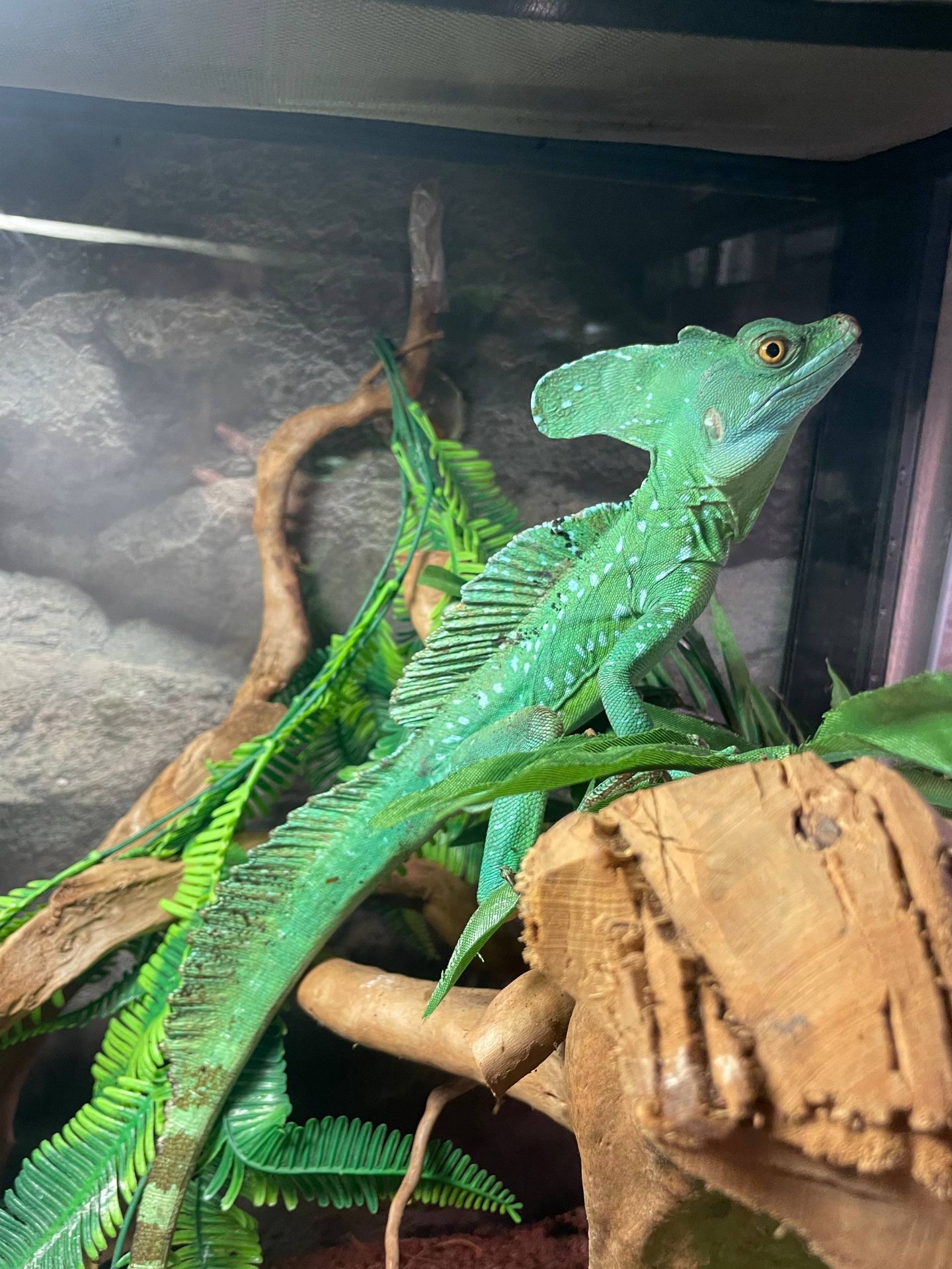 Шоломоносний Василіск, ящір що бігає по воді, зелена ящірка, шлемоносный василиск,