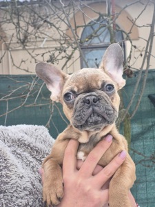 Зайка шукає дім