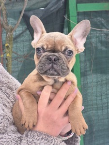 Зайка шукає дім