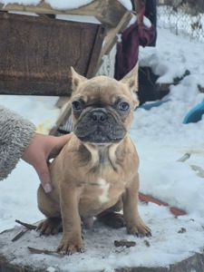 Зайка шукає дім