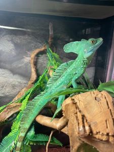 Шоломоносний Василіск, ящір що бігає по воді, зелена ящірка, шлемоносный василиск,