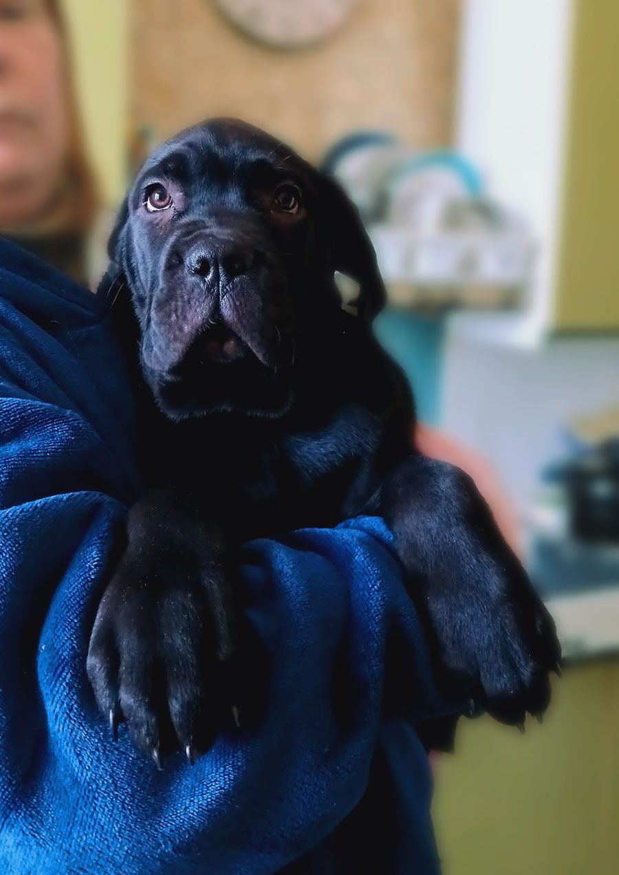 хлопчик кане корсо