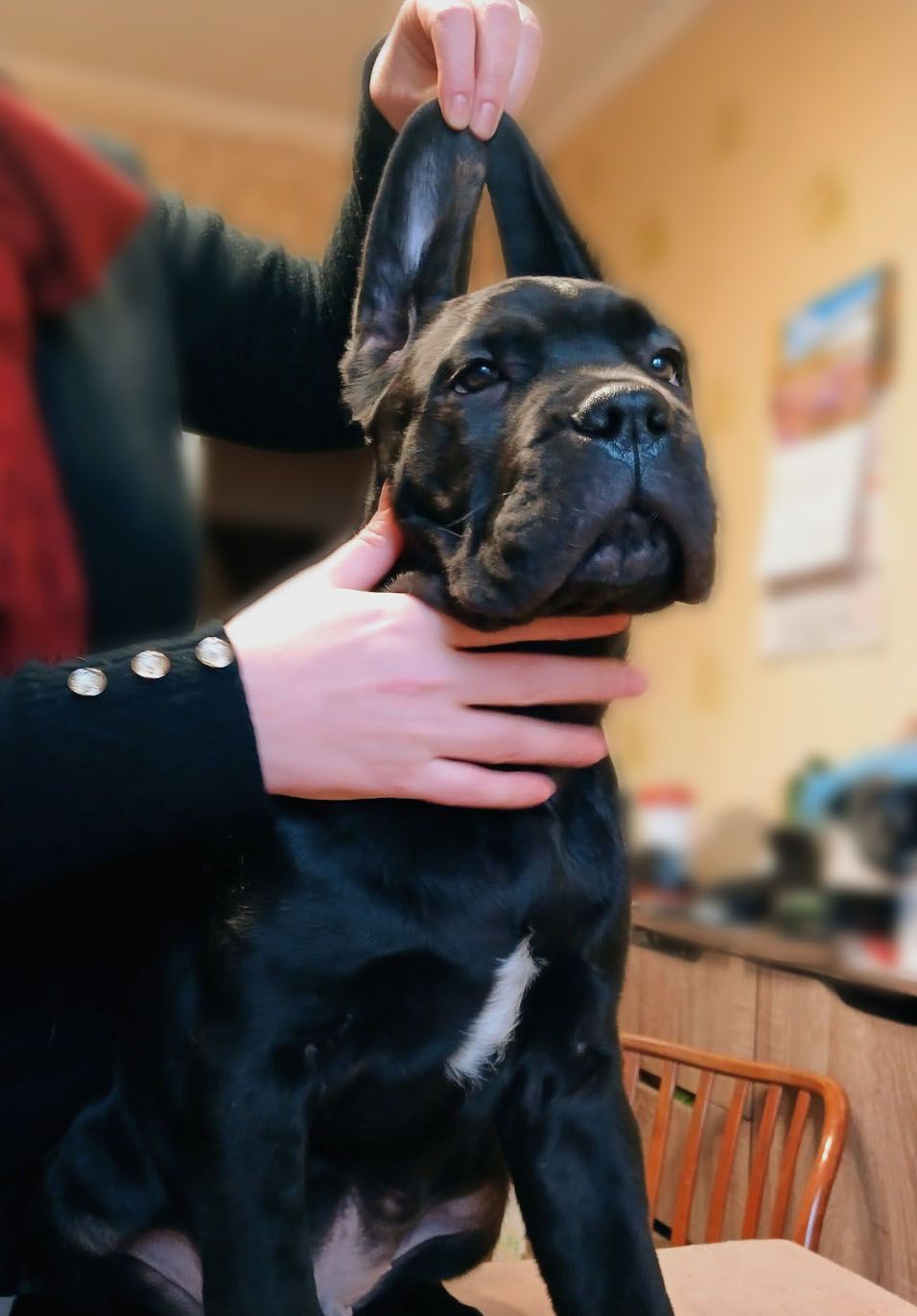 хлопчик кане корсо