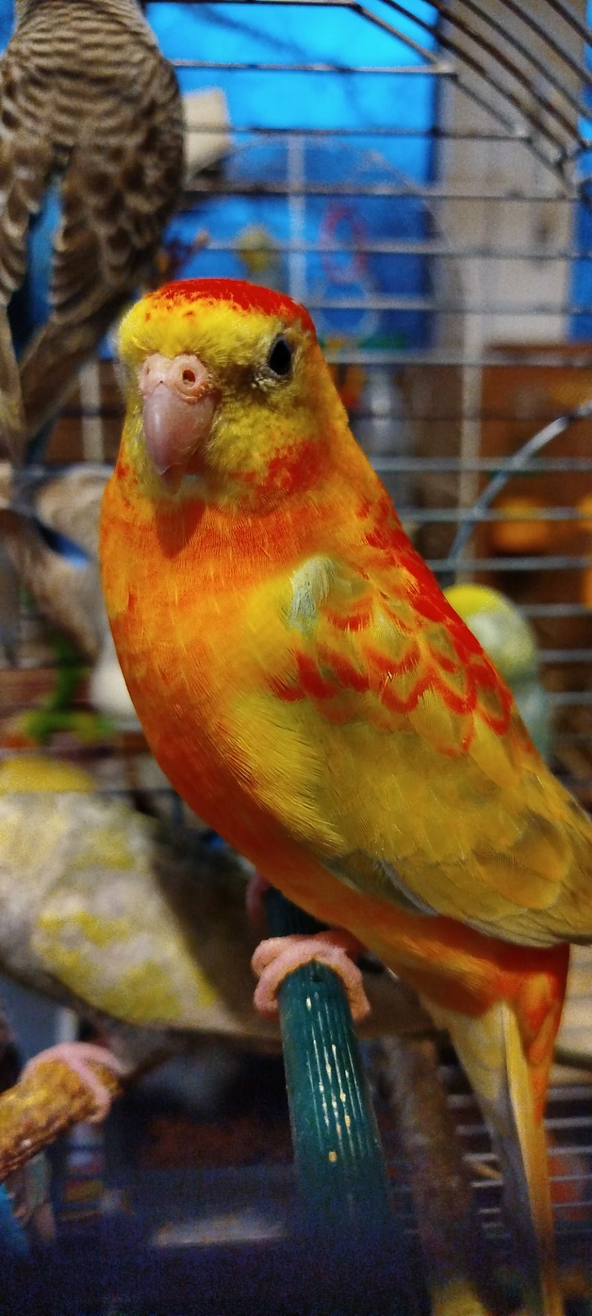 Співочий попугай