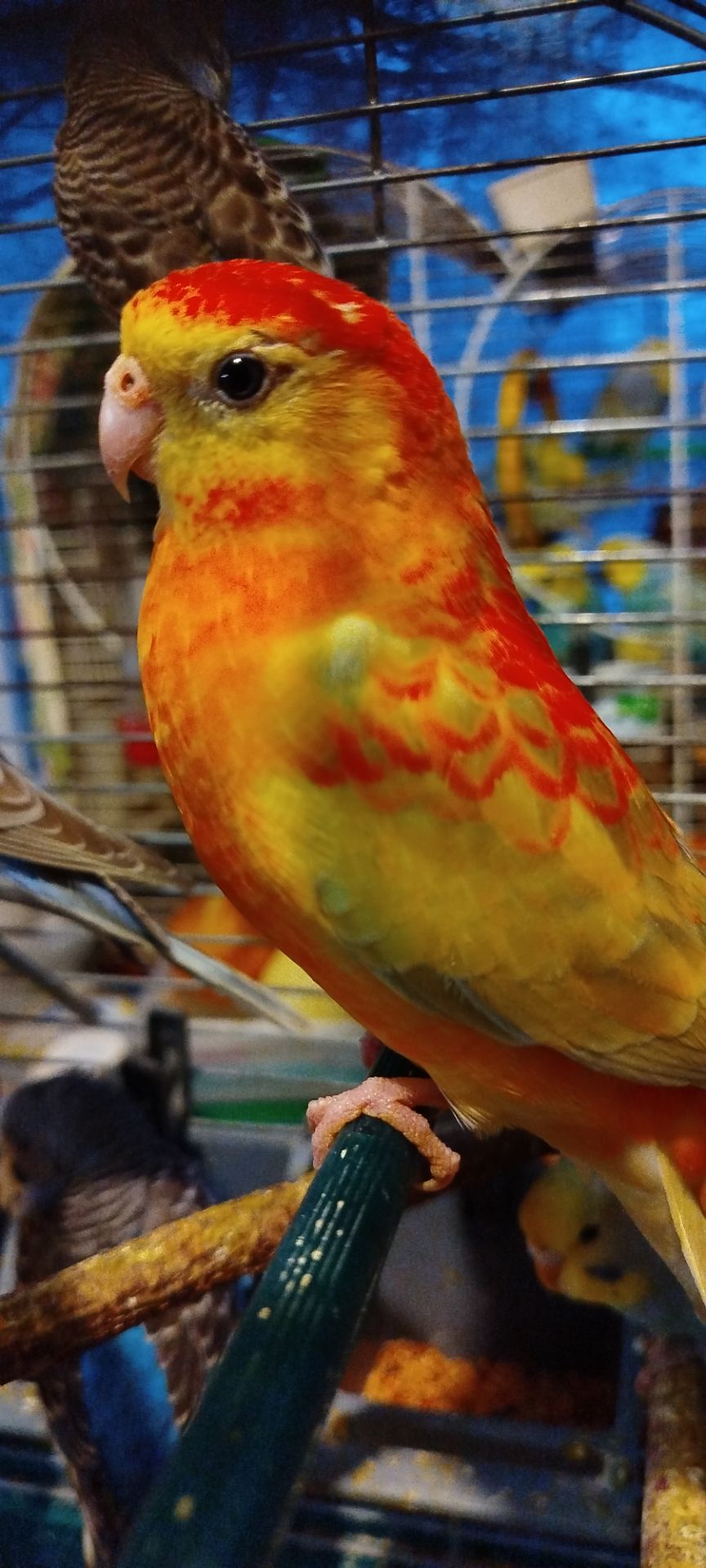 Співочий попугай