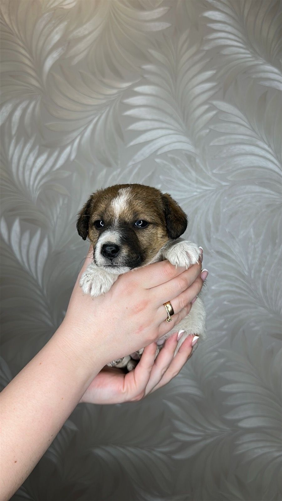 Цуценята гладкошерстого фокстер'єра