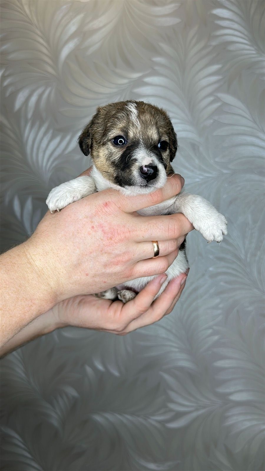 Цуценята гладкошерстого фокстер'єра