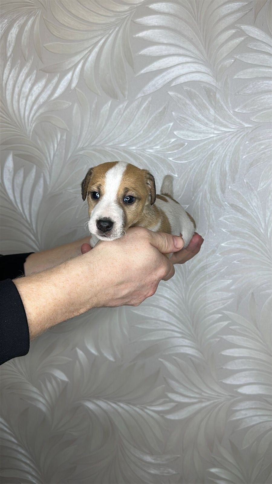 Цуценята гладкошерстого фокстер'єра