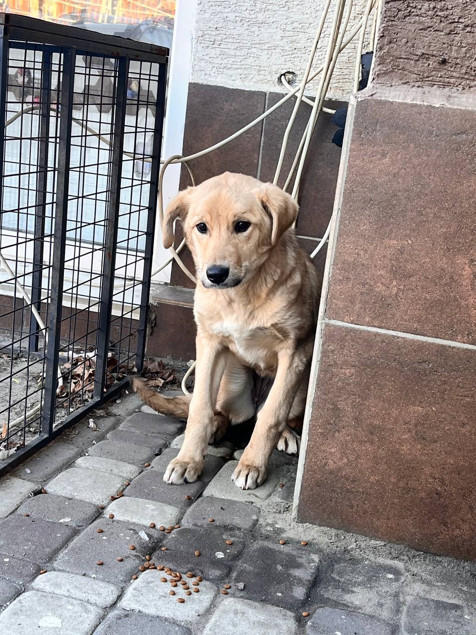 Цуценя 6 міс. Асті