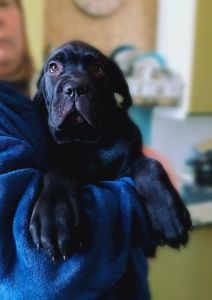 хлопчик кане корсо