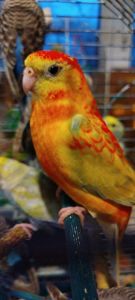 Співочий попугай