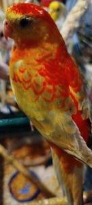 Співочий попугай