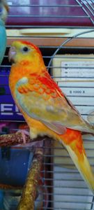 Співочий попугай