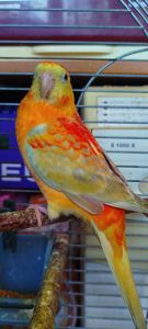 Співочий попугай