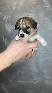 Цуценята гладкошерстого фокстер'єра