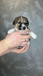 Цуценята гладкошерстого фокстер'єра