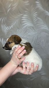 Цуценята гладкошерстого фокстер'єра