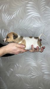 Цуценята гладкошерстого фокстер'єра