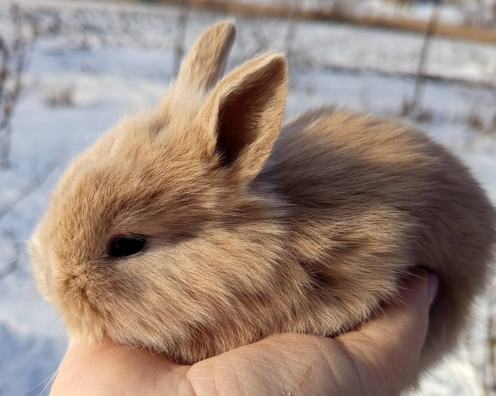Кролик декоративний