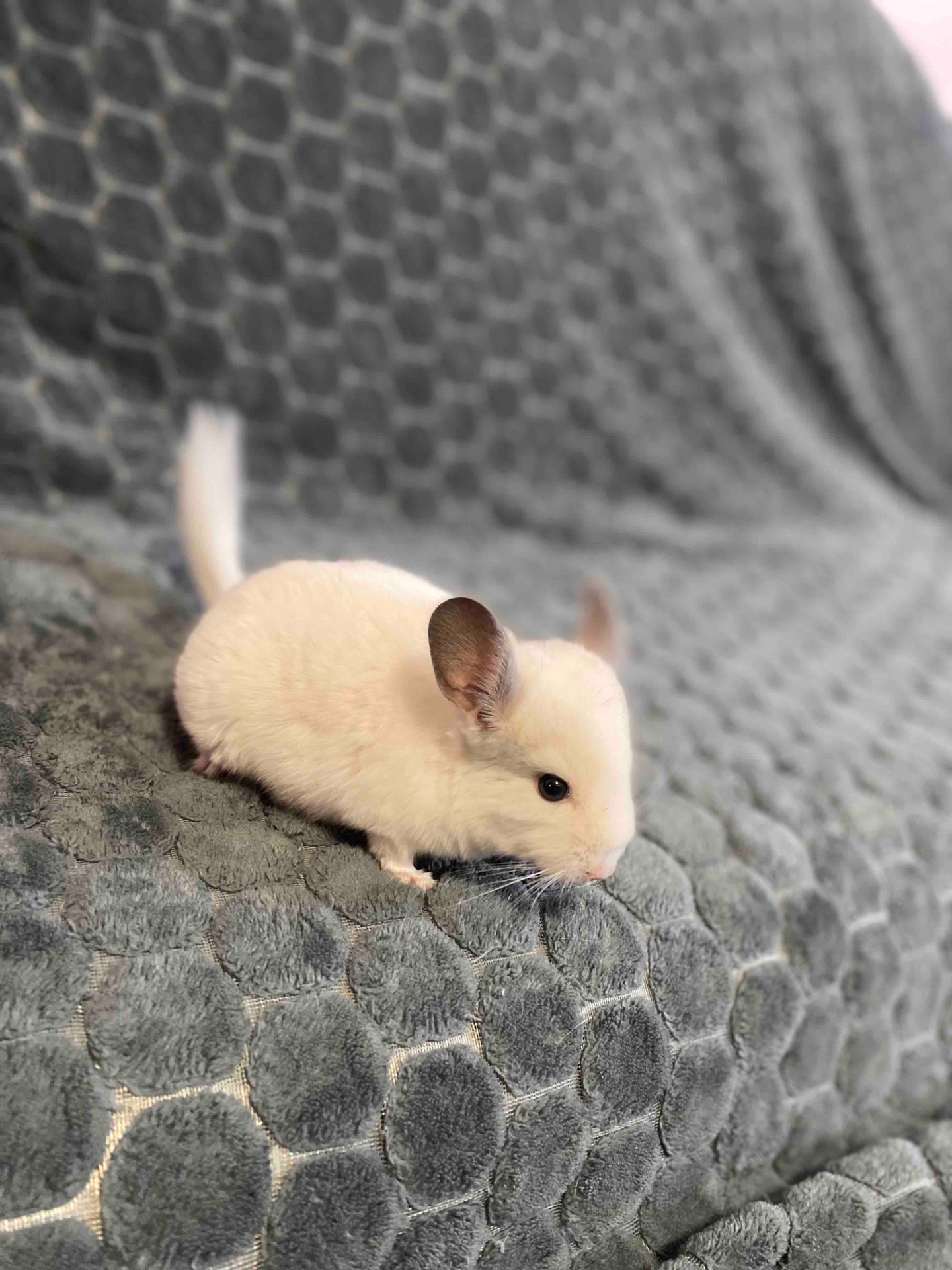 Шиншили у люблячі руки