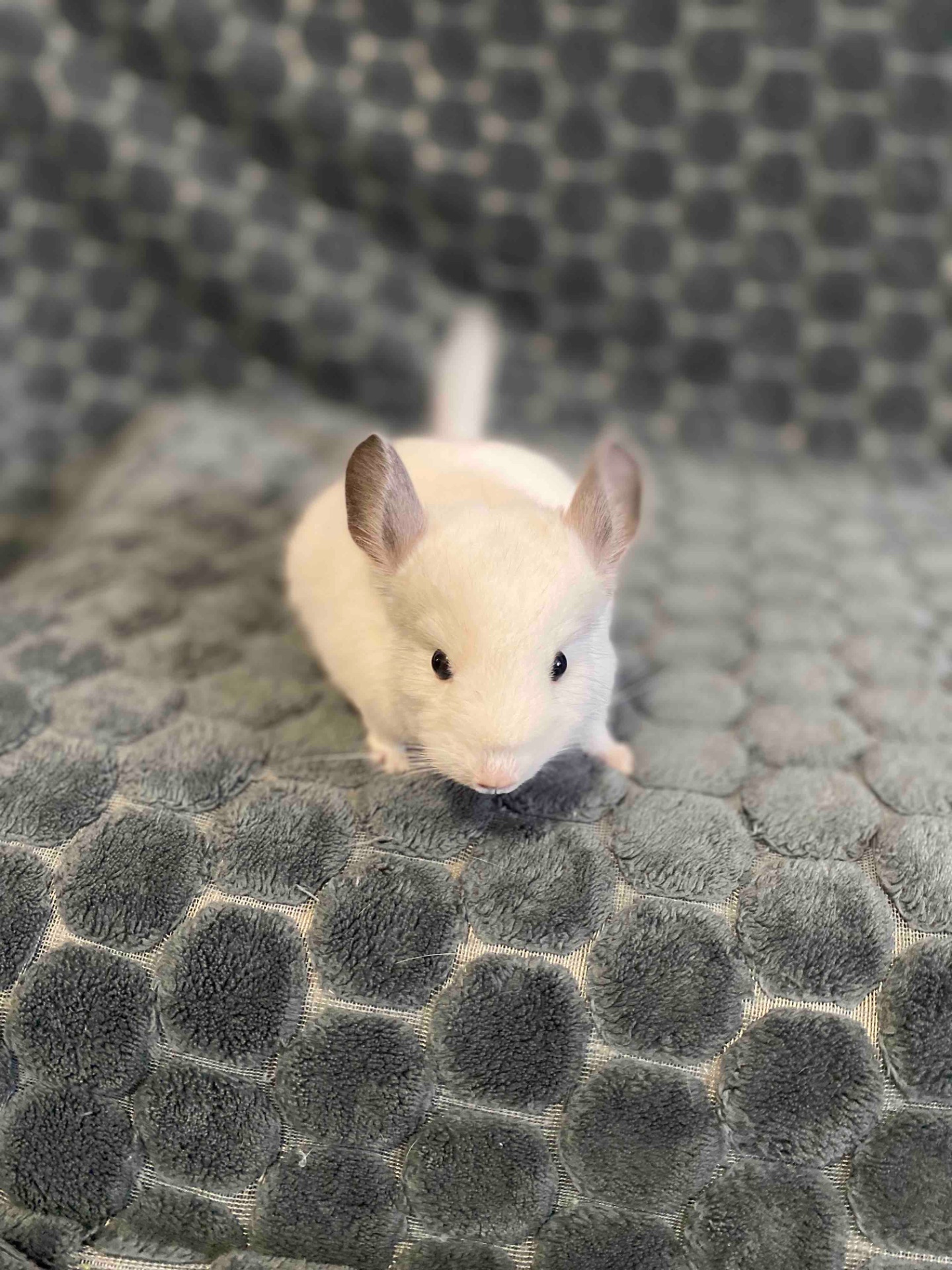 Шиншили у люблячі руки