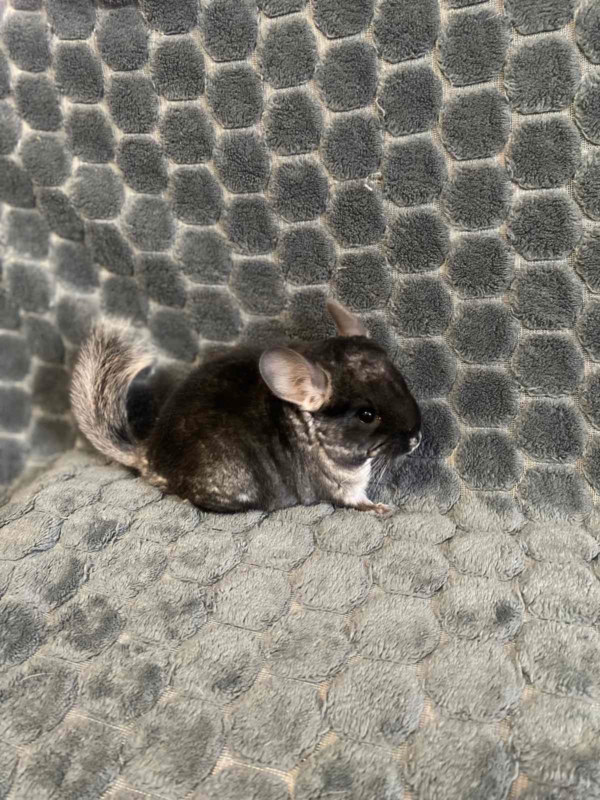 Шиншили у люблячі руки