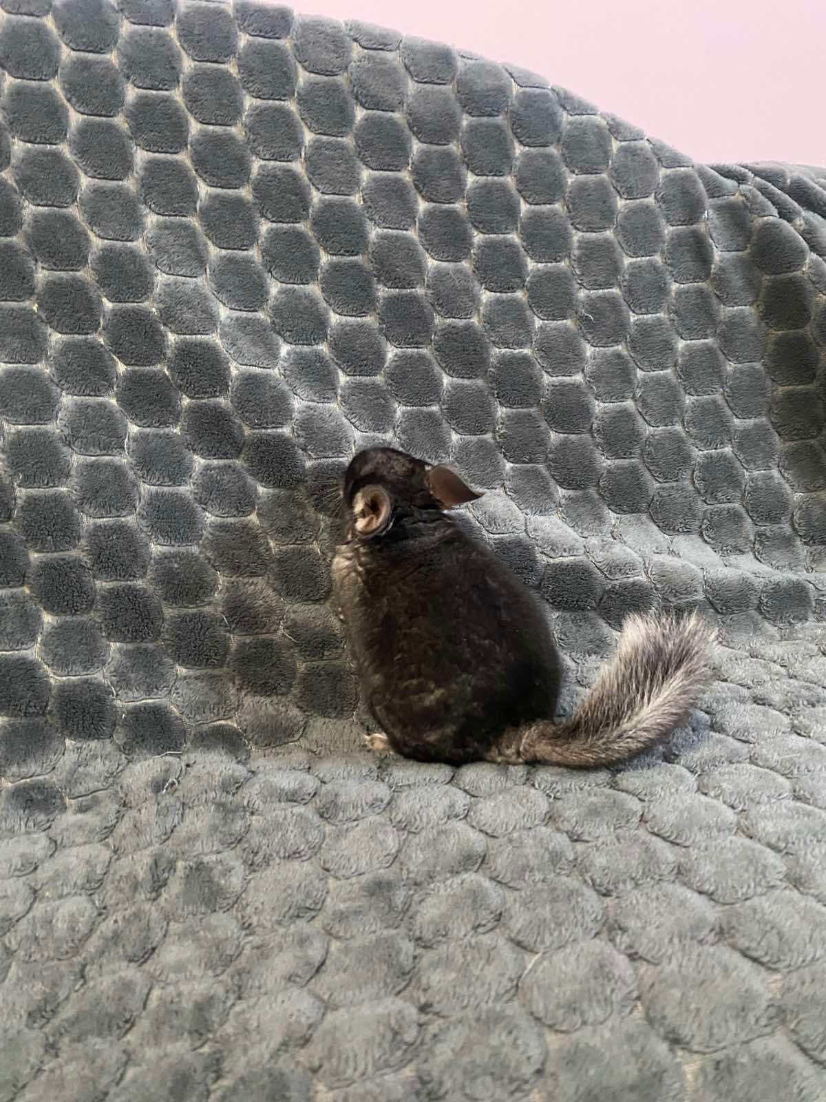 Шиншили у люблячі руки